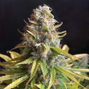 AK 47