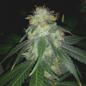 Amnesia Regular