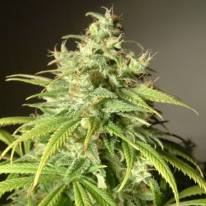 Amnesia Lemon