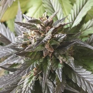 Blue Cheese