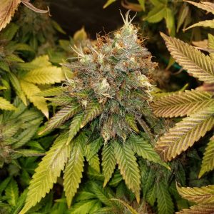 Blue Gelato 41