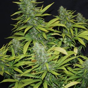 CBD Therapy