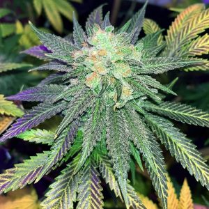 Cherry Pie