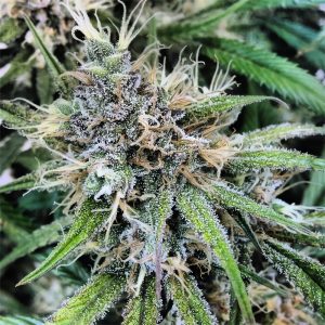 Candy Kush