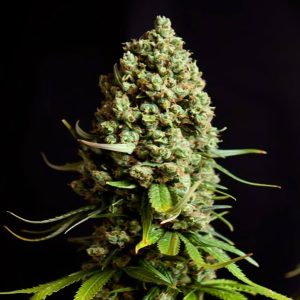 Early Skunk