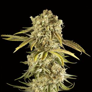 Hindu Kush