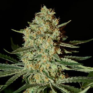 Himalaya gold