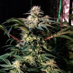 Melon Gum