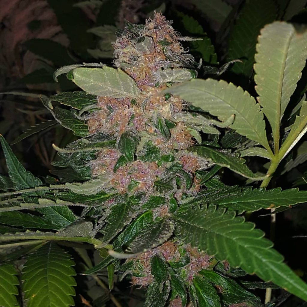 Marihuana Morada