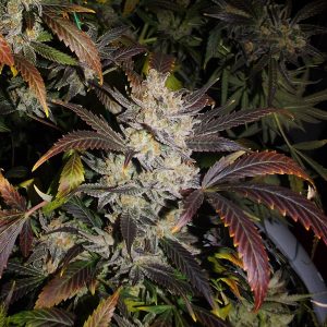 New York Diesel