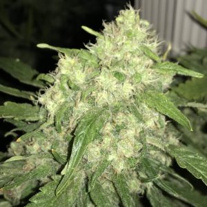Amnesia CBD