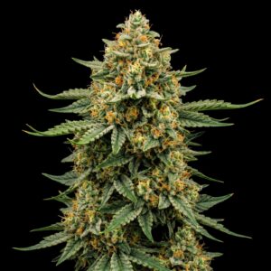 Bruce Banner - Graines Feminsees - Bulk Genetics