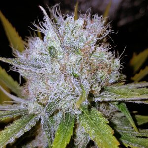 Chocolope