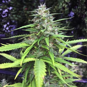 chocolope kush