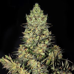 chronic