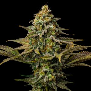 Cinderella 99 - Graines Feminisees - Bulk Genetics