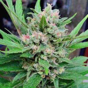 critical mass