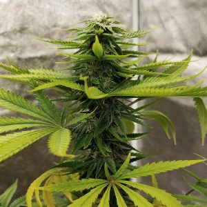 durban poison