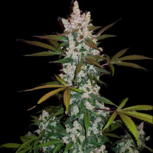 Girl Scout Cookies Weed Strain