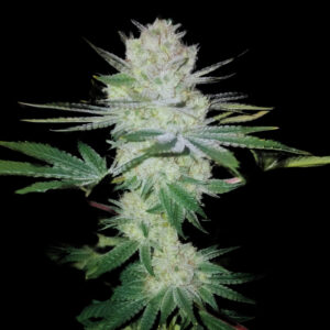 Gorilla Glue 4 Weed Strain