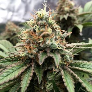 Great white shark