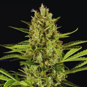 Jack Herer Strain - Bulk feminized cannabis seeds