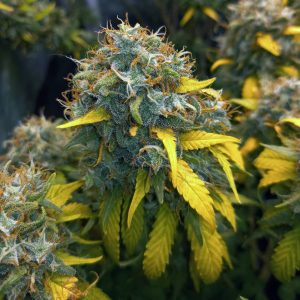 Jamaican dream