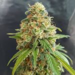 Kosher kush
