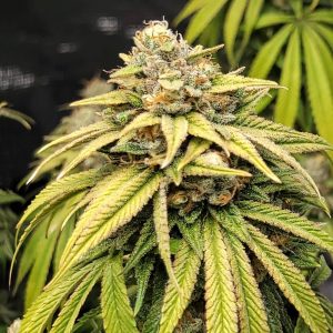 Lemon kush