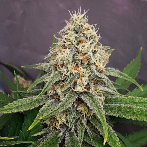 lemon skunk