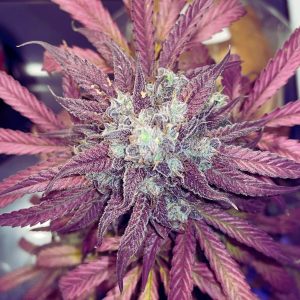 purple-punch-feminizada-granel