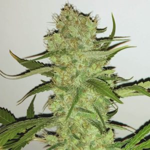 sugar-candy-feminizada-granel