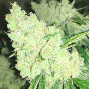 Big Bud Regular
