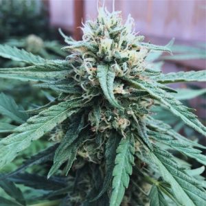 Critical Green CBD