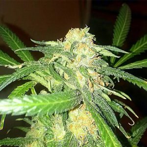 Jack Herer Regular