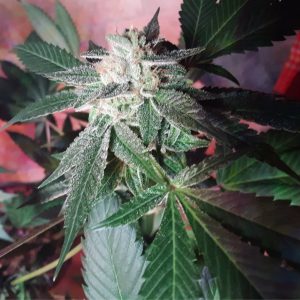 OG Kush Regular