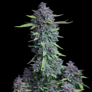 Purple Punch Auto Weed Strain