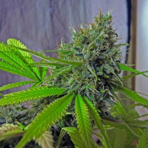 White Caramel CBD