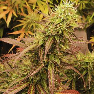 Banana Kush Auto
