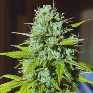 Blue Cheese Auto