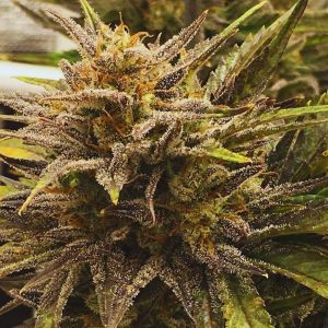 Blue Kush Auto