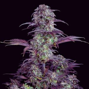 Blueberry Auto