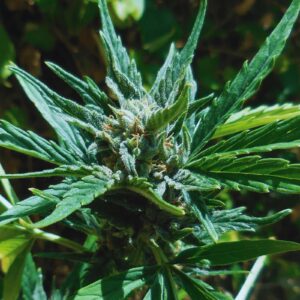 Cheese XXL Auto
