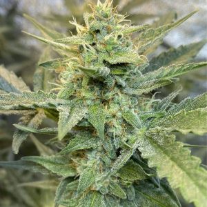 Critical XXL Auto