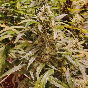 Crystal Bud XL Auto