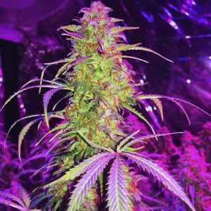 Devil Jack XL Auto