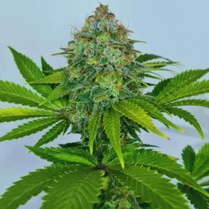 Green Skunk XL Auto