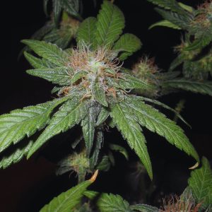Pure CBD Auto