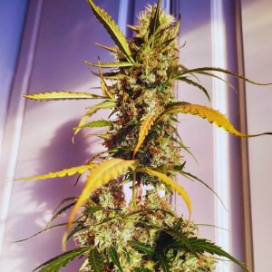Jack Diesel Auto