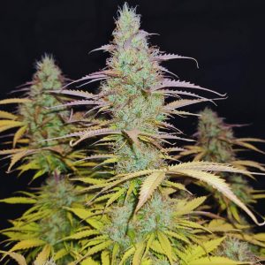 Lemon Haze Auto